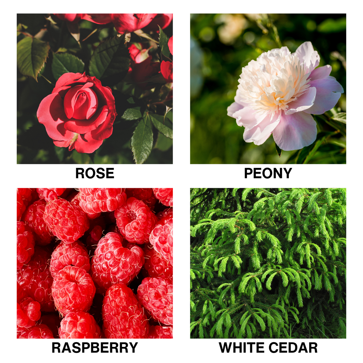 Aroma Reed Diffuser Rose Enchante-3