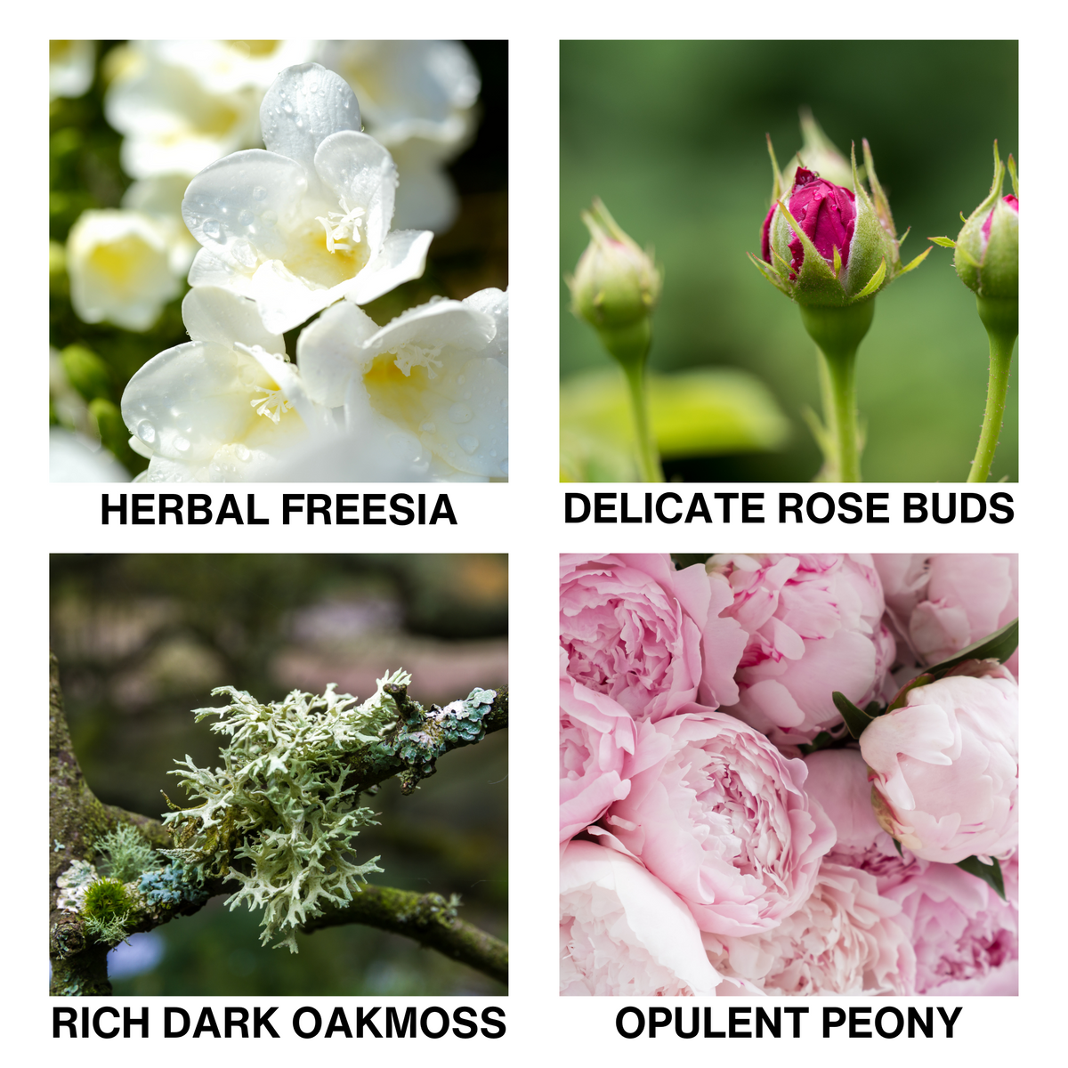 Aroma Reed Diffuser Tropical Muse-3