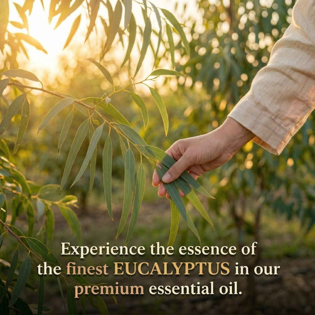 Essential Oil 100% Natural Eucalyptus-3